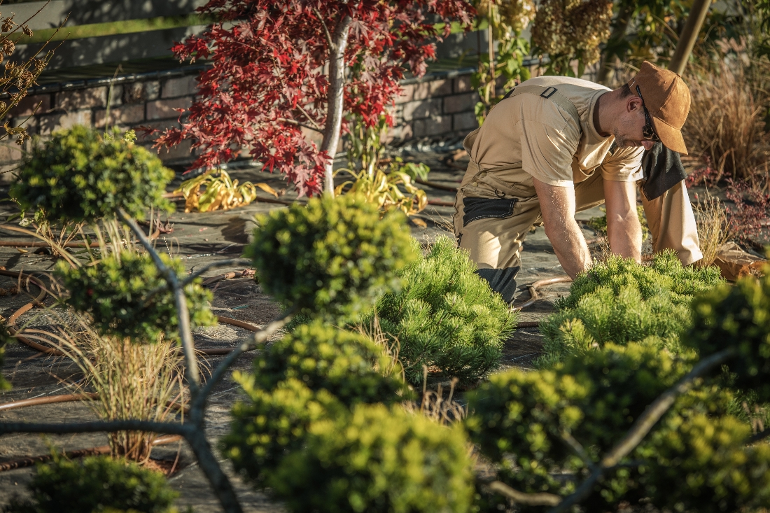 Backyard Garden Work. Caucasian Men Taking Care of His Plants. Gardening Theme.